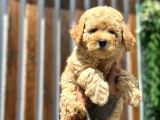 Farklı renk tonlarda Toy poodle yavrular