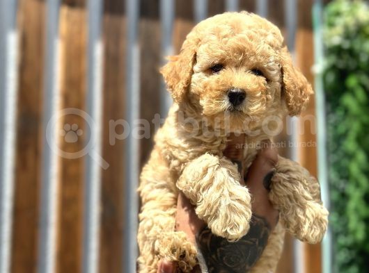 Farklı Renk Tonlarda Toy Poodle Yavrular