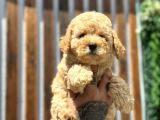 Farklı Renk Tonlarda Toy Poodle Yavrular