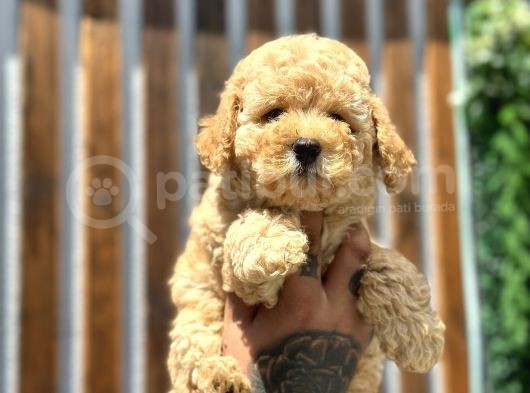 Farklı Renk Tonlarda Toy Poodle Yavrular görsel