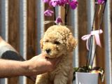 Farklı Renk Tonlarda Toy Poodle Yavrular