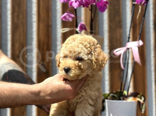 Farklı Renk Tonlarda Toy Poodle Yavrular görsel