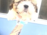 Küçük shihtzu oglum