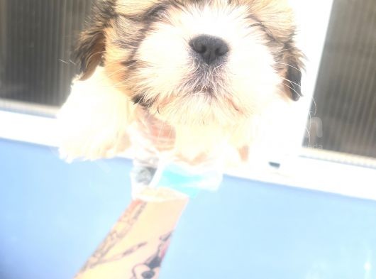Küçük Shihtzu Oglum