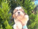 Küçük Shihtzu Oglum