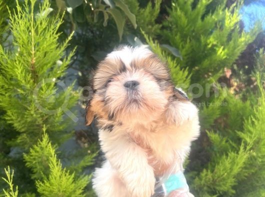 Küçük Shihtzu Oglum görsel