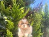 Küçük Shihtzu Oglum