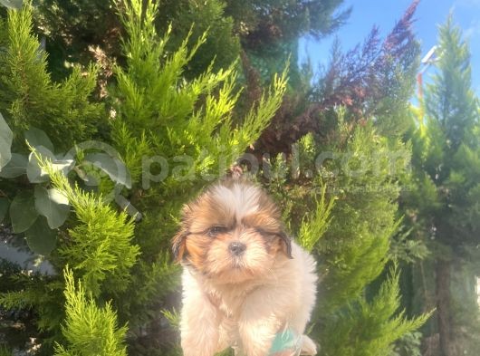 Küçük Shihtzu Oglum görsel
