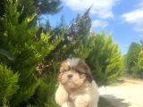 Küçük Shihtzu Oglum