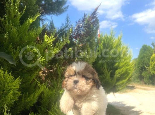 Küçük Shihtzu Oglum görsel
