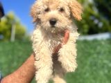 Küçük Maltipoo Erkek Yavrum
