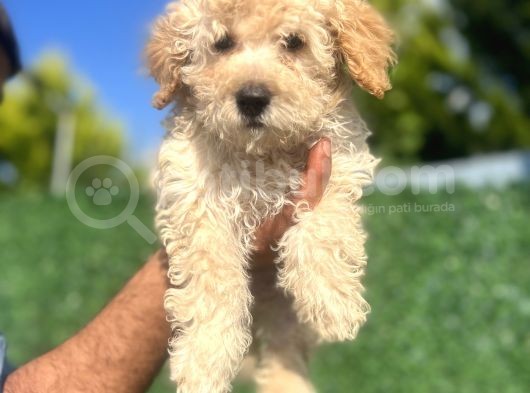 Küçük Maltipoo Erkek Yavrum görsel