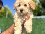 Küçük Maltipoo Erkek Yavrum