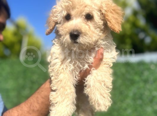 Küçük Maltipoo Erkek Yavrum görsel