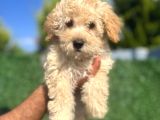 Küçük maltipoo erkek yavrum