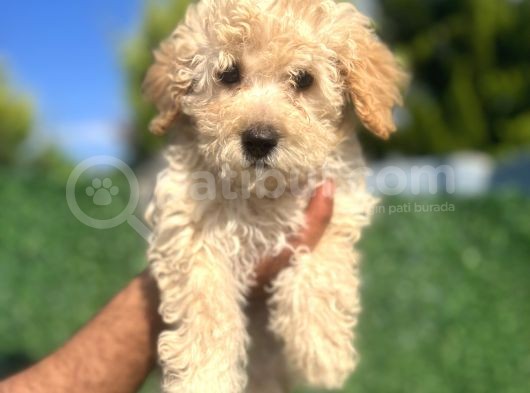 Küçük Maltipoo Erkek Yavrum