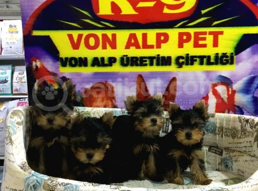 Erkek Ve Di̇şi̇ Saf Yorkshire Terrier Yavrulari Vonalp Garanti̇si̇yle görsel