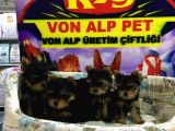 Erkek Ve Di̇şi̇ Saf Yorkshire Terrier Yavrulari Vonalp Garanti̇si̇yle