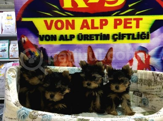 Erkek Ve Di̇şi̇ Saf Yorkshire Terrier Yavrulari Vonalp Garanti̇si̇yle görsel