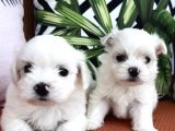 Kar Beyaz Mini Boy Maltese Bebekler