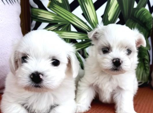 Kar Beyaz Mini Boy Maltese Bebekler görsel
