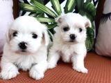 Kar Beyaz Mini Boy Maltese Bebekler