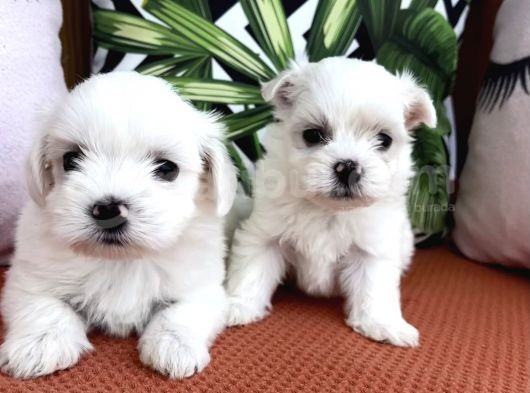 Kar Beyaz Mini Boy Maltese Bebekler görsel