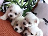 Kar Beyaz Mini Boy Maltese Bebekler