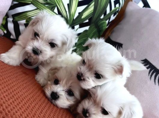 Kar Beyaz Mini Boy Maltese Bebekler görsel