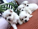 Kar Beyaz Mini Boy Maltese Bebekler