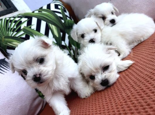 Kar Beyaz Mini Boy Maltese Bebekler