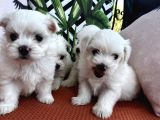 Kar Beyaz Mini Boy Maltese Bebekler