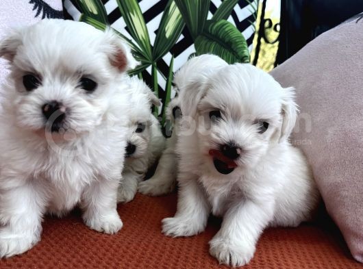 Kar Beyaz Mini Boy Maltese Bebekler görsel