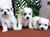 Kar Beyaz Mini Boy Maltese Bebekler