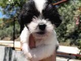 Siyah Beyaz Panda Morkie Erkek Bebek
