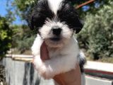 Siyah Beyaz Panda Morkie Erkek Bebek