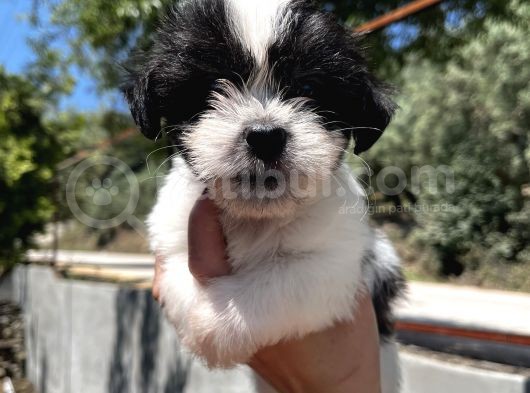 Siyah Beyaz Panda Morkie Erkek Bebek görsel