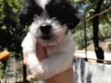Siyah Beyaz Panda Morkie Erkek Bebek