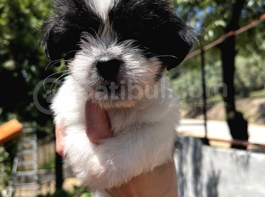 Siyah Beyaz Panda Morkie Erkek Bebek görsel