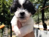 Siyah Beyaz Panda Morkie erkek bebek