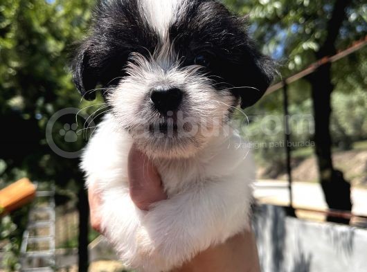 Siyah Beyaz Panda Morkie Erkek Bebek