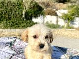 Teacup Maltipoo Oğlumuz