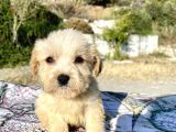 Teacup Maltipoo Oğlumuz