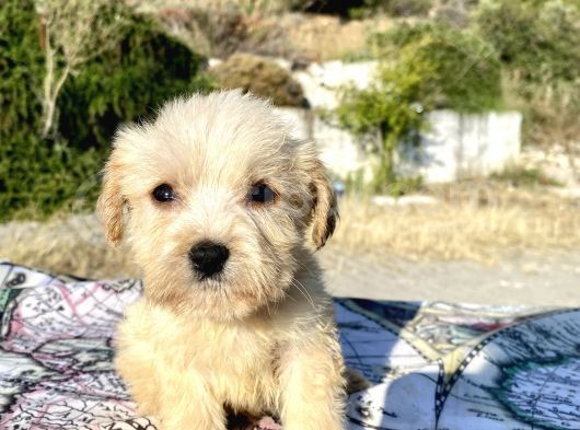 Teacup Maltipoo Oğlumuz görsel