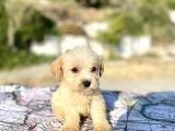 Teacup Maltipoo Oğlumuz