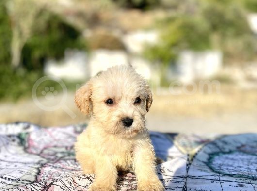 Teacup Maltipoo Oğlumuz görsel