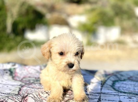 Teacup Maltipoo Oğlumuz görsel