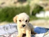 Teacup Maltipoo Oğlumuz