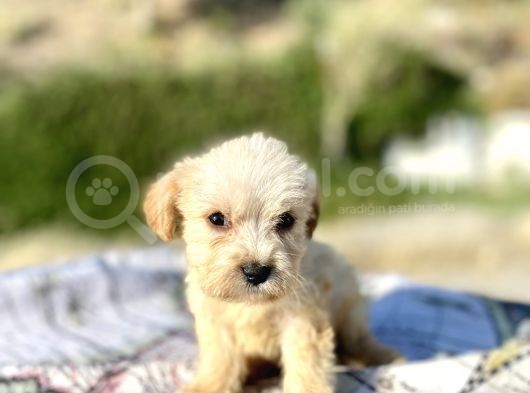 Teacup Maltipoo Oğlumuz görsel