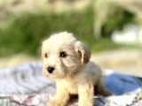 Teacup Maltipoo Oğlumuz